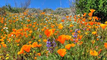 Flowers allow a plant to attract pollinators and reproduce. Photo: tdlucas 5000