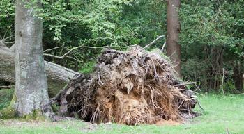 Tree roots mix soil and they grow, and bring older material to the surface when they fall. Photo: Public Domain Pictures