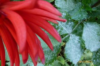 Powdery mildew seen on a dahlia leaf. Photo: Martha Proctor