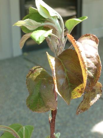 Powdery mildew on an apple tree. Photo: Martha Proctor