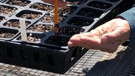 Planting begins with a tray full of seeding mix. A pencil is a handy tool for pushing seed down to the right depth.
