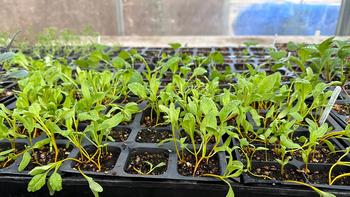 These Touchtone gold beets have been growing in the greenhouse for almost three weeks and are close to transplantable size.
