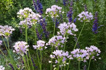 Allium unifolium. Photo: Debbie Ballentine