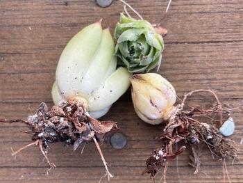 Mealybugs are clustered within the leaves of the rosette and on the roots. Photo: Jane Scurich