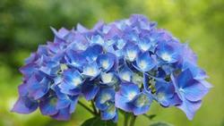 Photo: Creative Commons