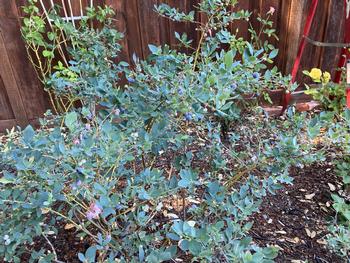Blueberries ready to harvest. Photo: Sara O’Keefe
