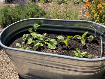 Just planted greens in the Edible Demonstration Garden at IVC. Photo: Sara O’Keefe