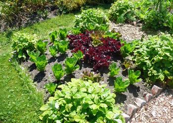 When the long vegetable growing season is over, plant a cover crop to keep feeding the life in the soil. Photo: Nanette Londeree