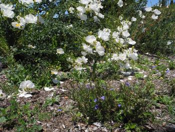 Rhizomatous shrubs like this native Matilijia poppy have nodes along their stems which sprout roots to spread the plant. Photo: Anne-Marie Walk