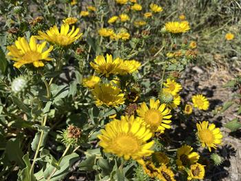 San Francisco gum plant (Grindelia hirsutula var. maritima) provides food for pollinators in summertime when other natives are dormant. Pamela Noensie