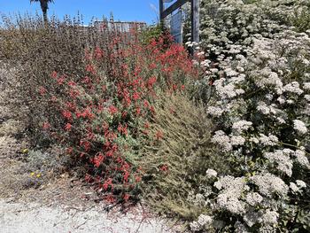 The red tubular-shaped flowers of the California fuchsia (Epilobium canum) provide nectar in the fall for local Anna's hummingbirds. Pamela Noensie