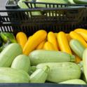 October 2023: An Abundance of Squash