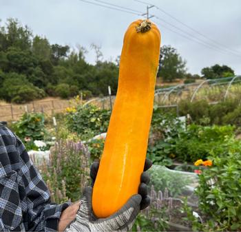 Summer squash can grow too large very quickly. This one became a farm mascot.