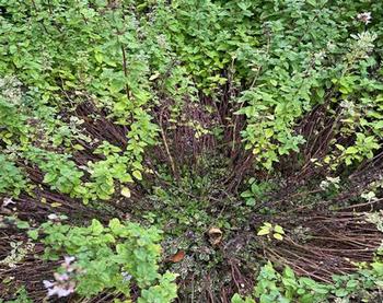 Oregano is a perennial edible herb with a spreading root system. Division invigorates the plant & controls spread. Photo: Anne-Marie Walker