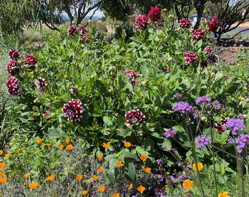 Dahlias form tuberous roots, which need to be divided when they get big and crowded. Photo: Anne-Marie Walker