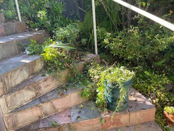 Time to clean the flower beds of diseased rose leaves, season ending annuals, leaves and stems of summer blooming perennials and other garden clutter.