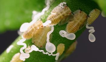 Asian citrus psyllids should be left on the tree and reported to the Marin County agricultural commissioner. Photo: UC Regents