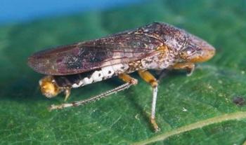 The glassy-winged sharpshooter is a major threat to our wine industry. Photo: UC Regents