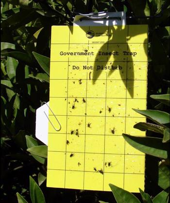 If they don't get dirty, the traps stay sticky for about a month. Photo: California Department of Food and Agriculture