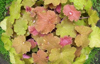 Huchera comes in a variety of foliage colors and is easy to divide at this time of year. Photo: Creative Commons Vilachan