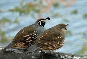 The male California quail has the iconic plume and outlined face, while the female's less flashy appearance provides camouflage when nesting. Flickr