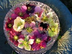 Hellebore blossoms look stunning floating in a glass bowl. Photo: Flickr