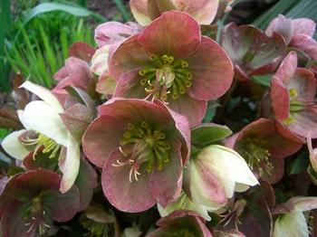 A mass of blooming hellebores is quite eye-catching. Photo: Flickr