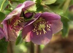 A Lenten rose brings color to the late winter garden. Photo: Flickr