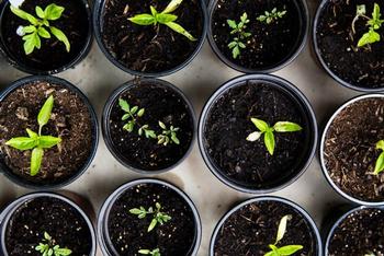 Growing from seed offers many benefits, including greater variety, more disease resistance, and lower cost. Photo: Markus Spiske