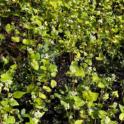 December 2023: Caring for the Soil