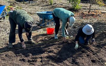 Fava bean seeds were planted at a depth of 3-4 inches and spaced 8 inches apart.