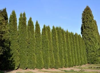 Remove Italian cypress, or “Roman candles”; they catch on fire easily, exploding and spraying embers. Photo: Fire Safe Marin
