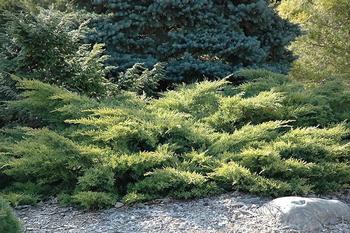 Junipers called “gasoline bushes” should be removed (some jurisdictions require this). Photo: Fire Safe Marin