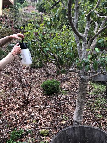 Dormant spraying a fruit tree in a West Marin garden. Photo: Martha Proctor