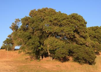 MOB Beetles prefer large, stressed valley oak trees. They rarely attack those with trunks less than six inches in diameter. Photo: King of Hearts