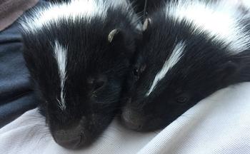 Baby skunks play like kittens! Photo: WildCare