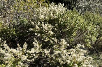 The dioecious Coyote Brush produces male and female flowers on separate plants growing in close proximity. Photo: Marty Nelson