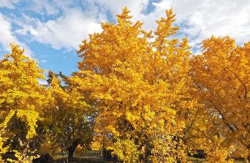 Male flowering ginkgo trees are often planted to avoid the messy fruit dropped by the female flowering trees. Photo: T.Kiya, Flickr