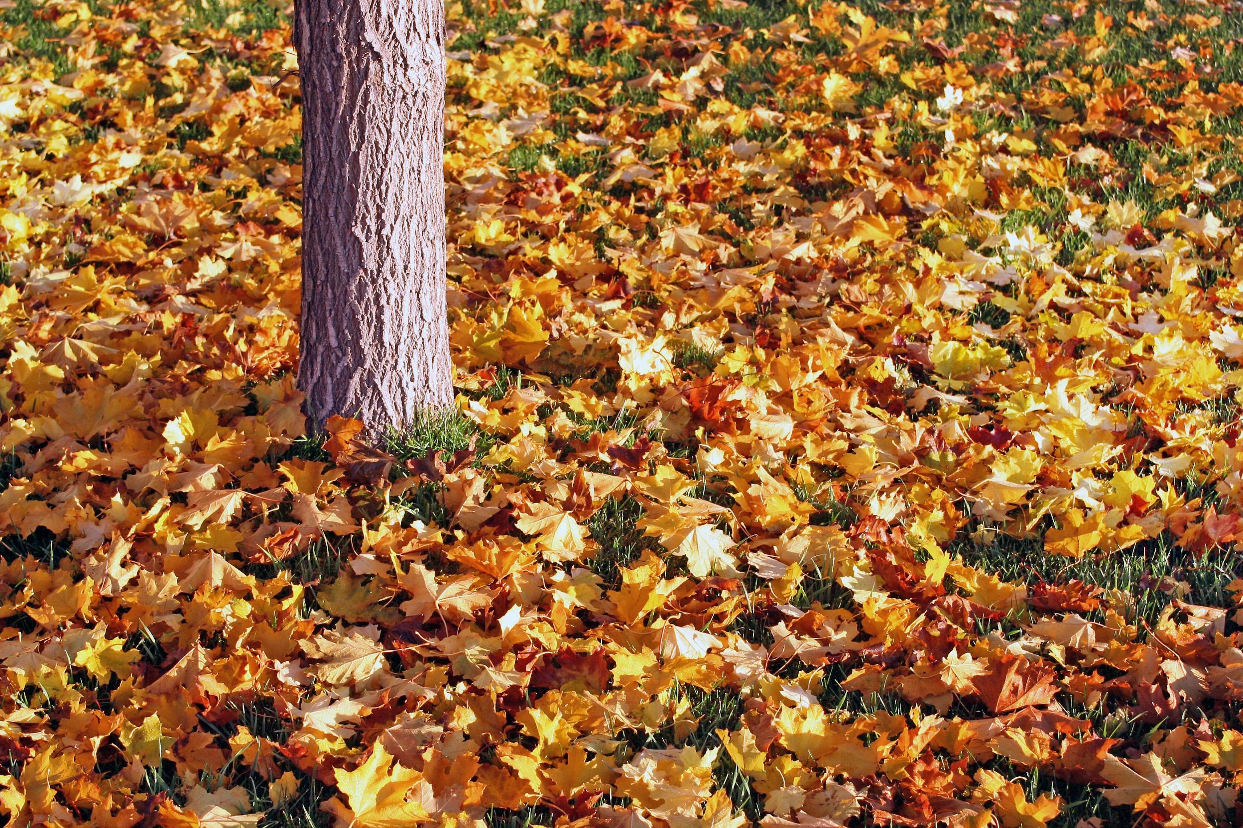 Nature’s “no-till” way relies on leaving the soil alone and nourishing it by the continual addition of new layers of dying and dead plant matter.  Cre