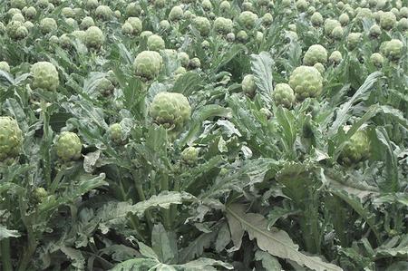 Almost all artichokes sold commercially in the US are grown in California Credit: rawpixel