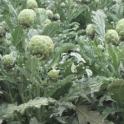January 2024: Planting Time for Artichokes