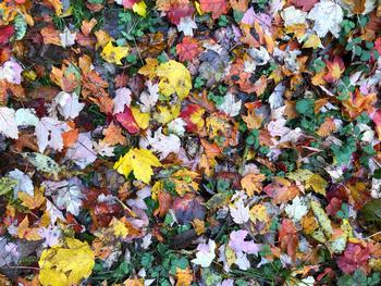 Leaves 2