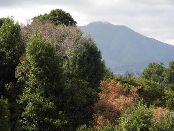 Dying oaks in Marin County near Mount Tamalpais, Photo: Anne-Marie Walker