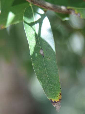 SOD symptomatic California Bay Laurel leaf from which spored can travel to oaks. Photo: Steven Swain, UCCE