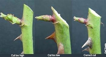 Guidelines for the pruning cuts on roses. Photo: UCANR