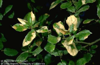 Coast live oak leaves with brown, scorched margins due to feeding on the leaf underside by two-horned oak gall wasp. Photo: Jack Kelly Clark