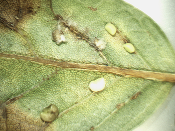 Check along the lateral veins to see if you can find galls forming. Photo: Bob Mauceli