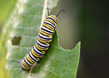 When they're eaten, caterpillars provide more energy from plants to other animals than any other insect. Photo: jjjjcp56, Flickr