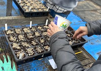 Seeds are planted in flats filled with “breakfast mix”. A layer of vermiculite is added.