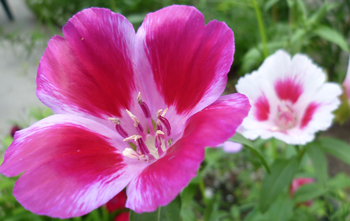 Clarkia amonea is pollinated by a wide variety of native bees and butterflies. They also are long-lasting cut flowers. Photo: Thayne Tuason
